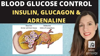 Control of BLOOD GLUCOSE: The role of insulin, glucagon and adrenaline. The second messenger model