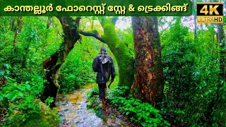 Kanthalloor Jungle Stay & Anamudi Shola Trekking | Anandavana Jungle Inn Kanthalloor | 4K UHD