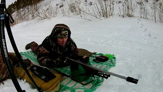 Sako Varmint Laminated Stainless 308, тренировка перед охотой на медведя