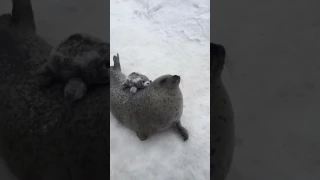 Seal rapidly smacking itself