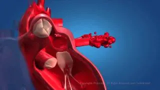 Human Circulatory System