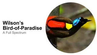 Wilson's Bird-of-Paradise: A Full Spectrum