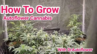 HOW TO GROW AUTOFLOWERS - END OF VIGOROUS GROWTH WEEK 4 TO 5 FROM SEED