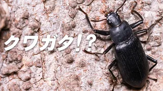 クワガタ!?なんだ…コイツか…な経験させられる生き物【サトユミアシゴミムシダマシ】