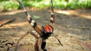 Самый ядовитый паук. Бразильский странствующий паук. Самый ядовитый паук в мире.