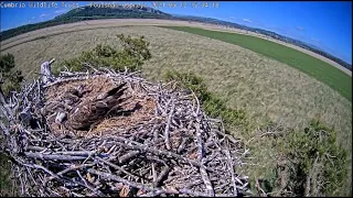 I reckon a UFO must have passed over the nest ~ FoulshawMoss ©CumbriaWildlifeTrust