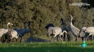 El despertar de la Naturaleza: PRIMAVERA EN EUROPA (EPISODIO 2) | Grandes documentales