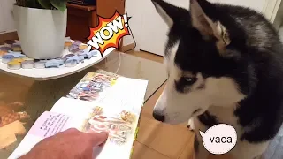 Max reads an animal story and tells their names. Max the Husky
