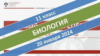 Онлайн-школа СПбГУ 2023/2024. 11 класс. Биология. 20.01.2024