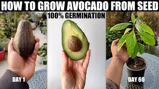 How to Grow Avocado From Seed | 100% GERMINATION