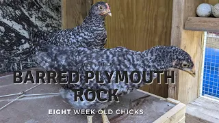 Barred Plymouth Rock: 8-Week-Old Chicks