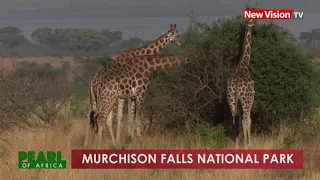 Pearl of Africa: Murchison Falls National Park