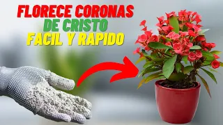 Como Hacer Florecer Corona De Cristo, Aplicalo y Te Sorprendera!!