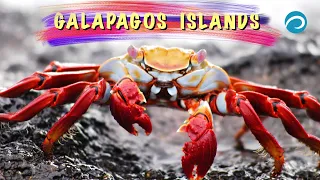 Галапагос. Тайны опрокинутого глобуса. Galapagos - Secrets of the overturned globe.