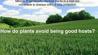 Plant disease resistance: How do plants avoid being good hosts? Prof. Dr. Jonathan Jones