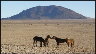 Wüstenpferde Namibia