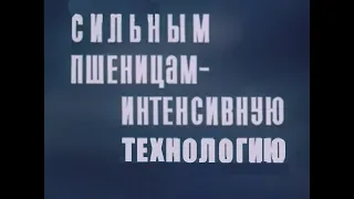 Технология возделывания яровой пшеницы