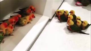 Birb on birb gang violence