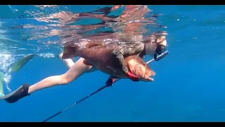 Deter Sharks While Spearfishing - Rigging the Zeppelin to Protect Your Catch