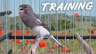 Canary Singing 12h Training Song - Make your Canary singing like a champion !!!