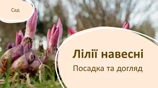 Як висаджувати та доглядати лілії навесні