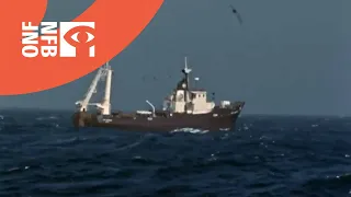 Trawler Fishermen