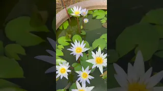 snail and lily fish pond | #shorts