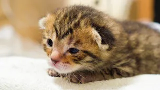 Fighting a Cold | Five Sibling Kittens from the animal protection center