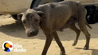 Couple Saves 'Gargoyle' Dog After 8 Years On The Streets | The Dodo Running Back To Rescue