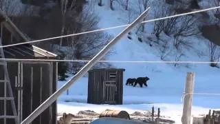 только американцам не показывайте 2