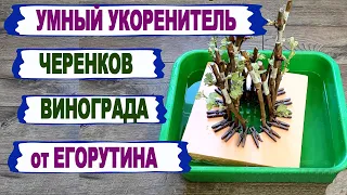 🍇 Умный УКОРЕНИТЕЛЬ черенков винограда на воде от Егорутина. На ЭТОМ ПОПЛАВКЕ укоренятся даже дрова)