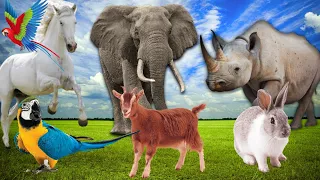 Animals Sound Around Us : Cows, Horse, Chicks, Cats, Duck, Goat, Dogs, Elephant