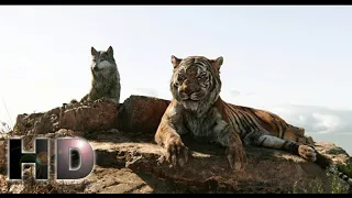 The Jungle Book (2016) - Sherekhan Kill Akela Scene | Hollywood MovieClips In Hindi