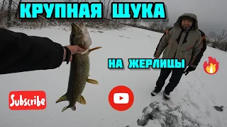 Удачная зимняя рыбалка на жерлицы!) ПЕРВЫЙ ТРОФЕЙ!!!