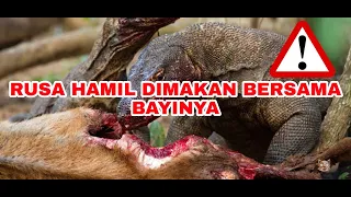 #komodo #attack eating #pregnant deer alive.!!