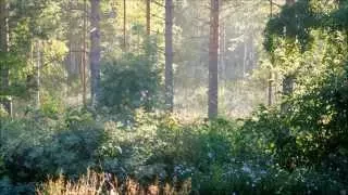 Birds singing in the morning mist / Linnunlaulua aamu-usvassa