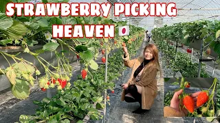 STRAWBERRY FARM IN MATSUSAKA CITY | BELL FARM | JAPAN