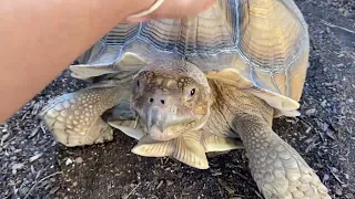 Sulcata tortoise ( time with Shelby) #enjoylife #kapampanganvlogger #sulcataturtoise