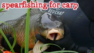 подводная охота на сазана при плохой видимости. spearfishing for carp in poor visibility