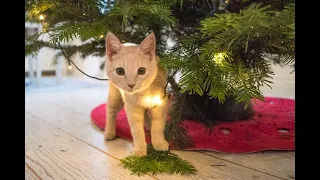 Findus and the Christmas tree