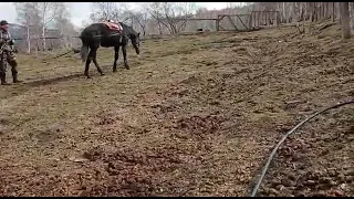 Обучение 1,5 годовалого жеребца.