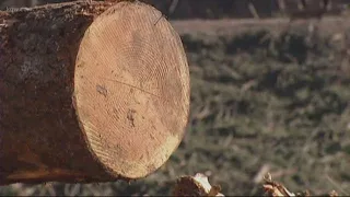 Oregon Gov. Brown announces new logging deal