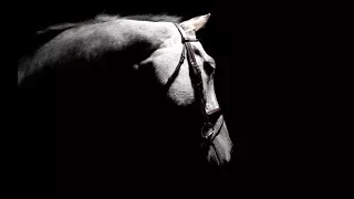 There's Nothing Holding Me Back - Equestrian