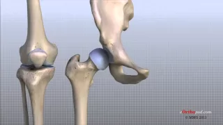 Knee Anatomy Animated Tutorial