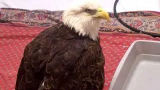 Bald Eagle Talking