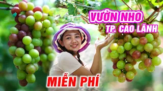 🔴 Vườn Nho ở Thành Phố Cao Lãnh Đồng Tháp Sai Trĩu Quả Rất Đẹp | Cẩm Hằng