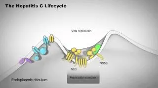 The Hepatitis C Lifecycle