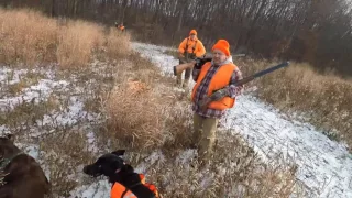 Northeast Ohio Pheasant Hunt (2016)