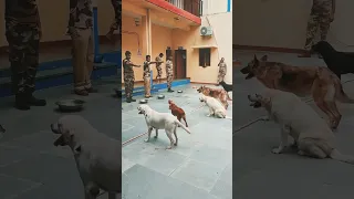 CISF Dog Squad feeding routine. #cisf#dmrc#dog#shortd #viral #देखने