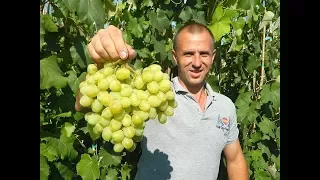 Сверхранние сорта винограда. Сезон 2017. Часть 2.  (Over the early varieties of grapes. 2017_2)